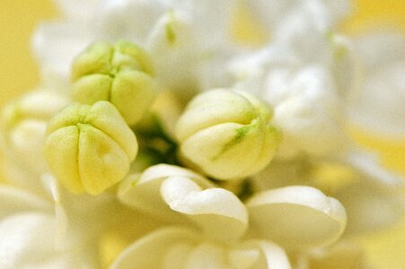 Bush bud blossom