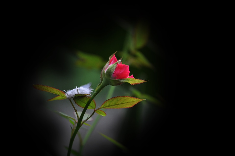 Floral plant natural