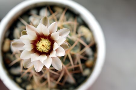 Flowering cactus plant in a pot