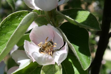 Bloom fruit tree quince flower