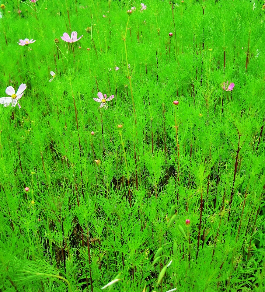 Plants natural flower bed