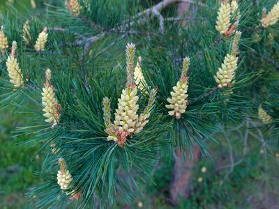Pine flowers blooming pine conifer