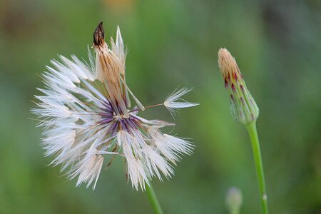 Seeds meadow composites