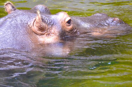 Pachyderm africa water photo