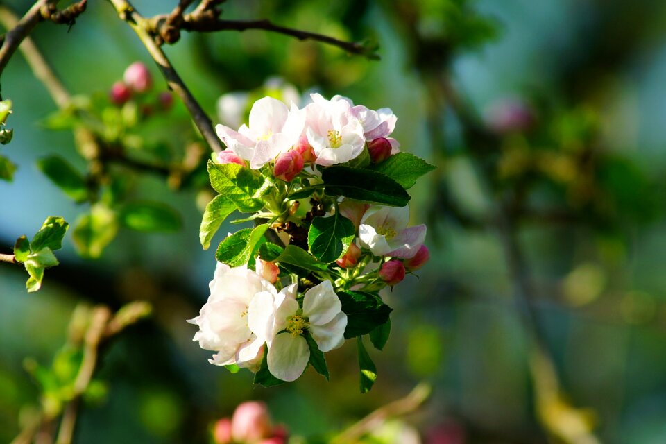 Blossom bloom tree