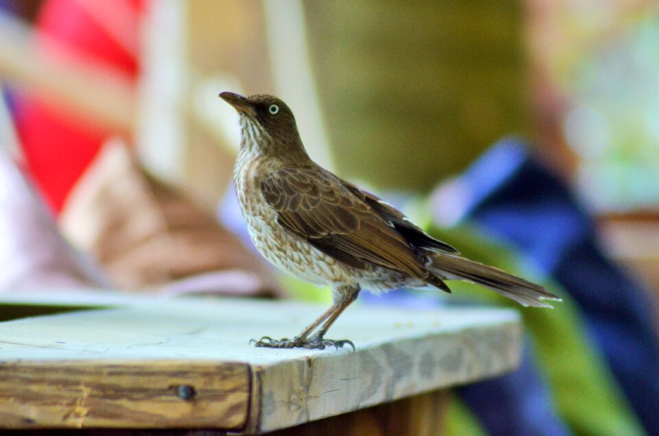 Ornithology animal animals