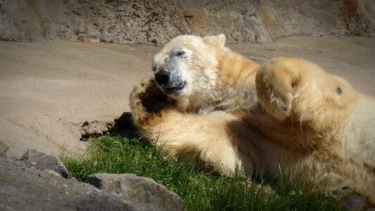 Bear predator white bear