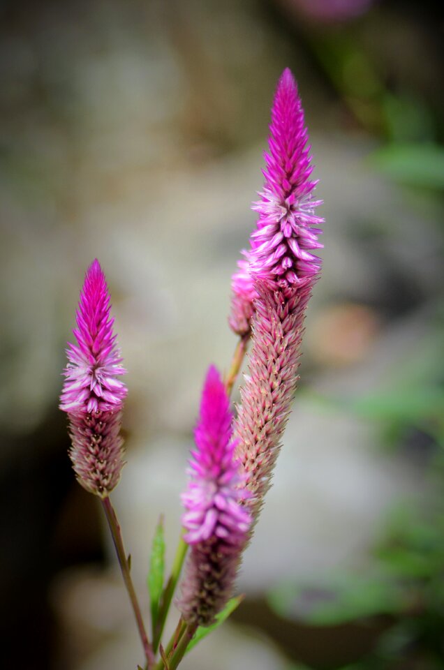 Nature wild wild flower