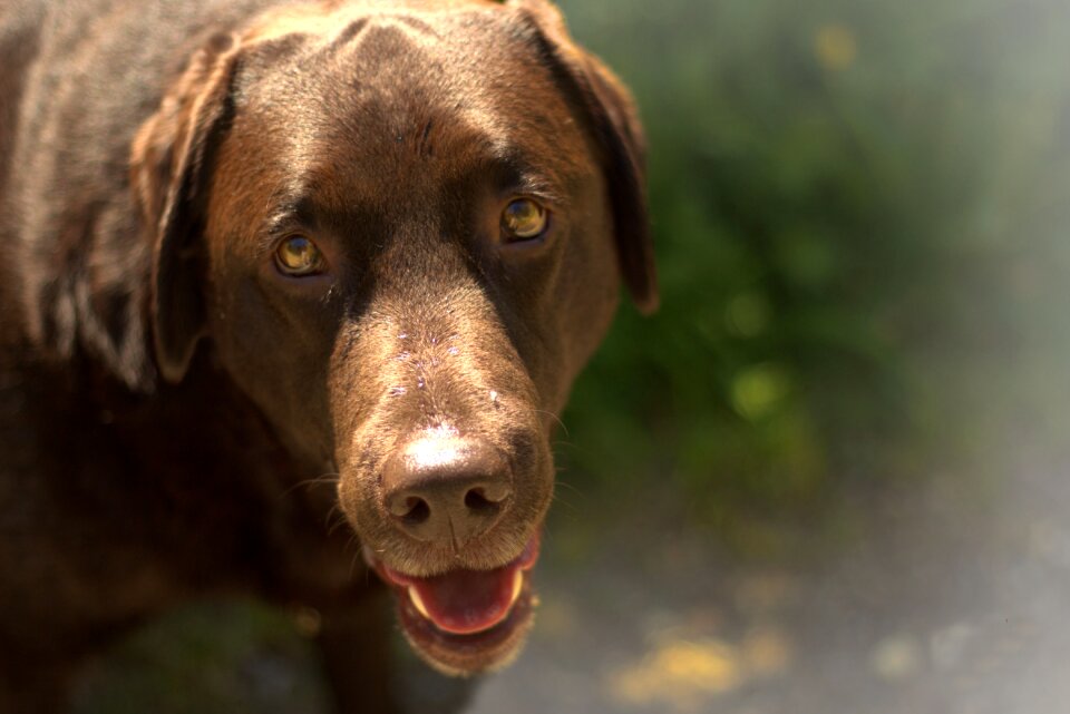 Dog eyes pet