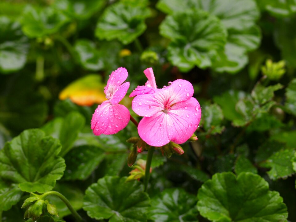 Drop of water rain may