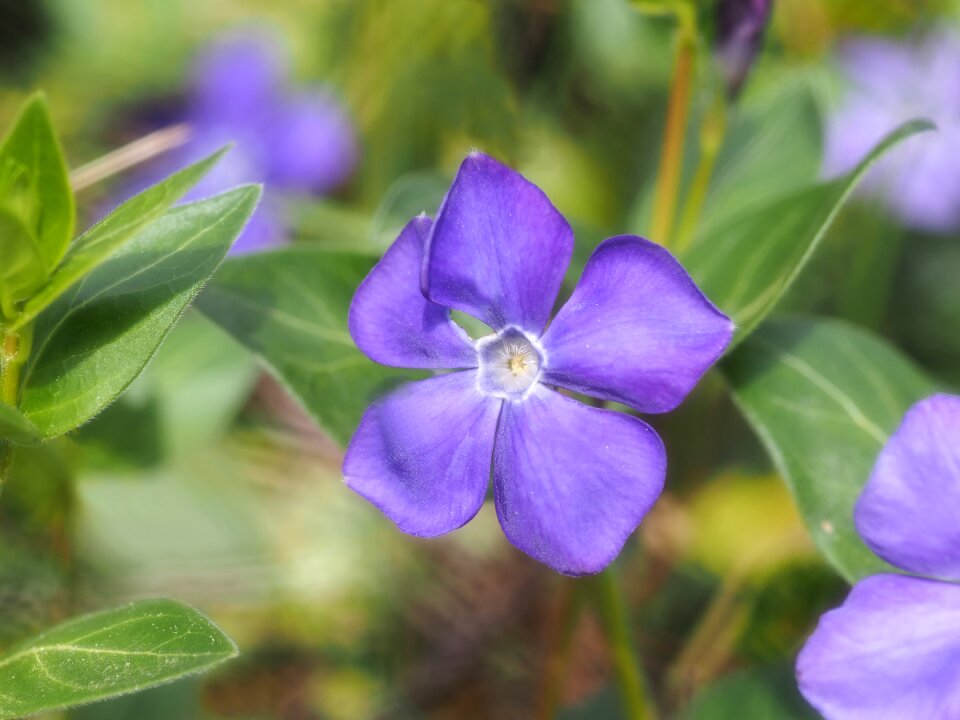 Finial greenhouse polygalaceae small periwinkle