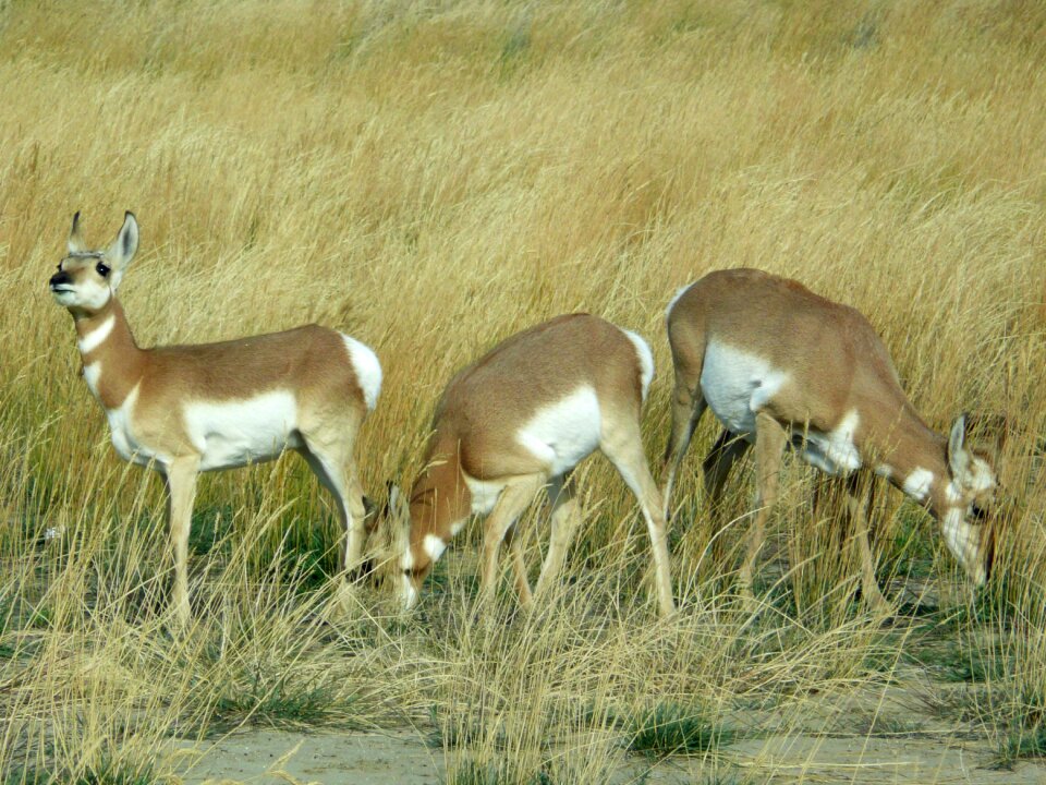 Nature wild animal