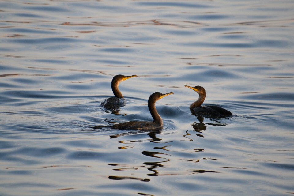 Trio evening water