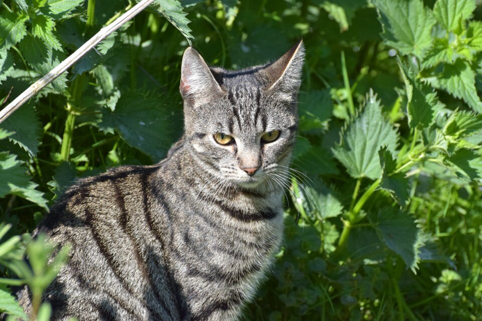 Pet cat's eyes dear