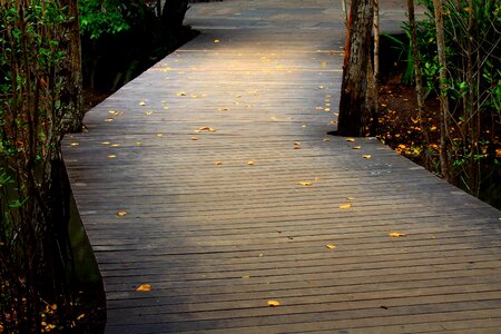 Path passage wood