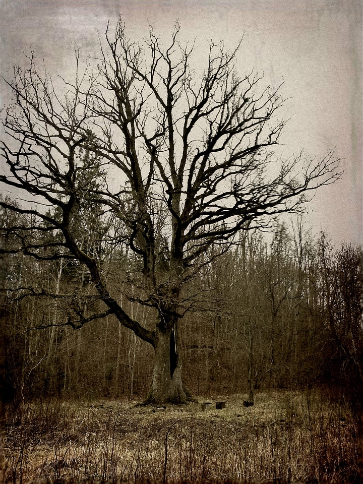 Big tree nature forest