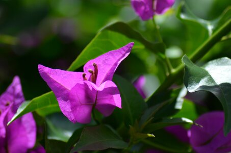 Nature summer flowers summer