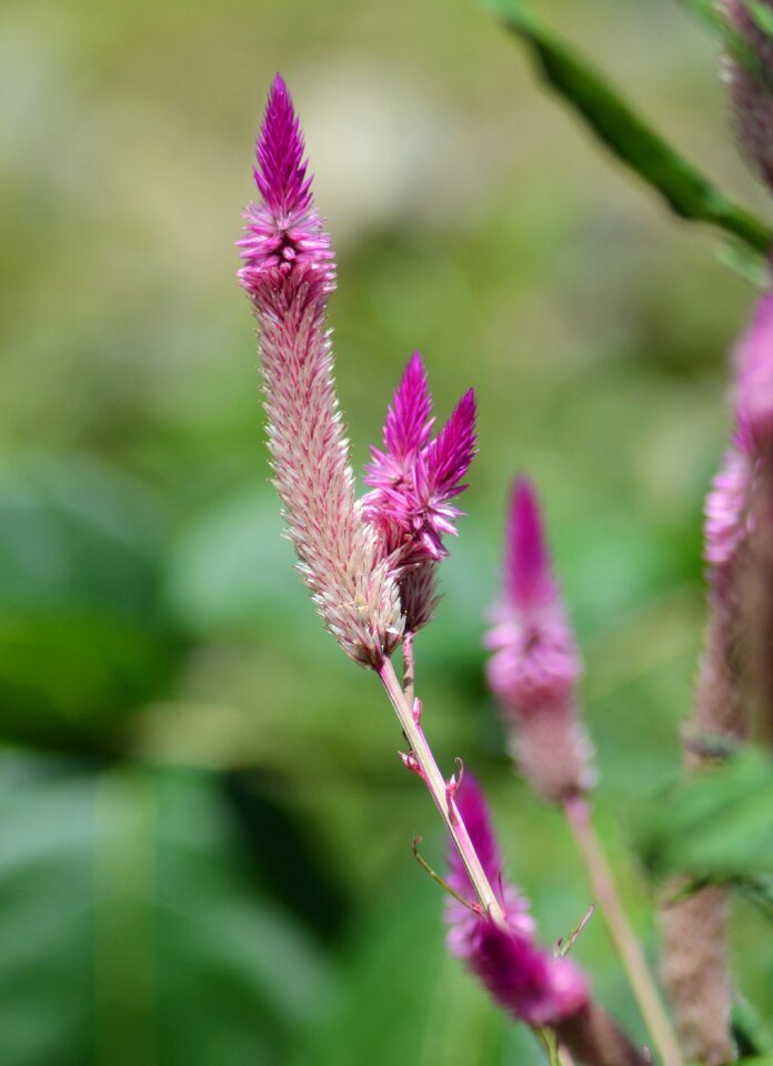Nature wild wild flower