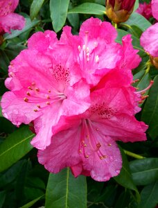 Nature spring plant
