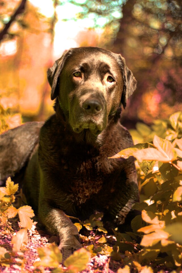 Dog outdoor labrador