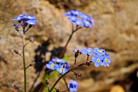 Bloom plant blue photo