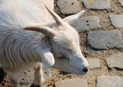 Kid domestic goat horns