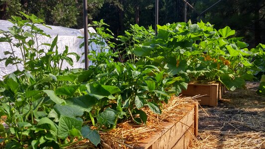 Organic gardening fresh