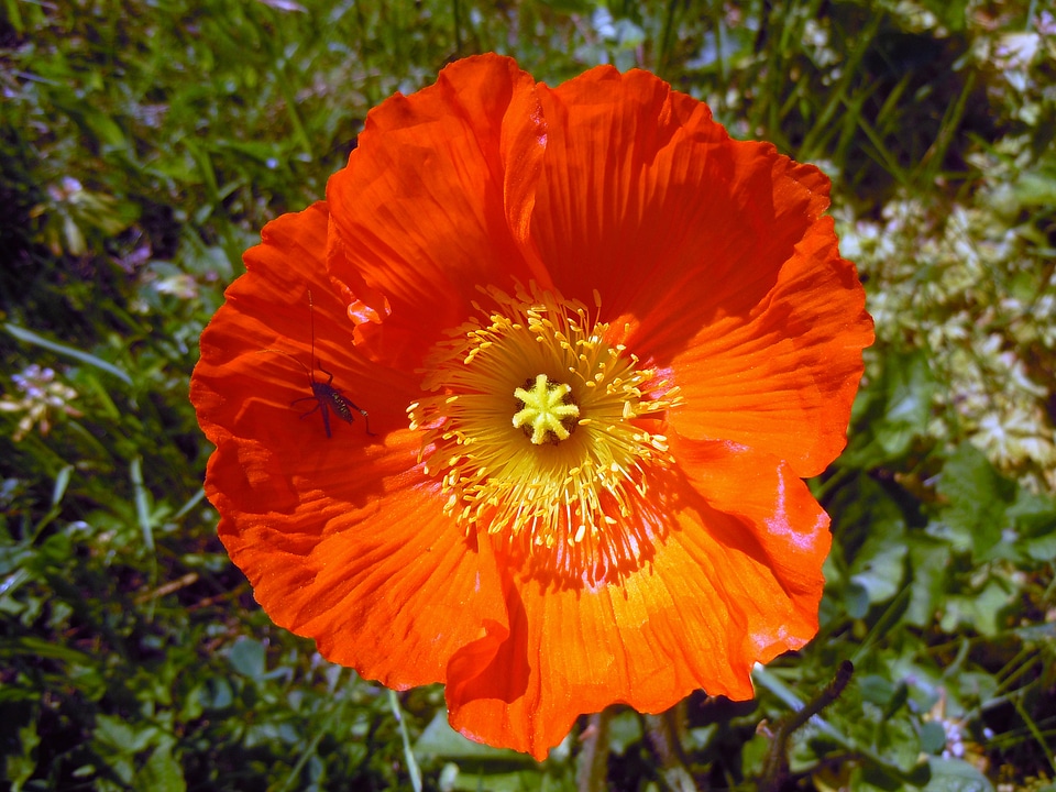 Poppy orange bright