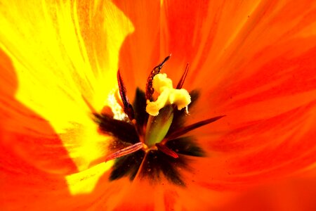 Yellow orange nature