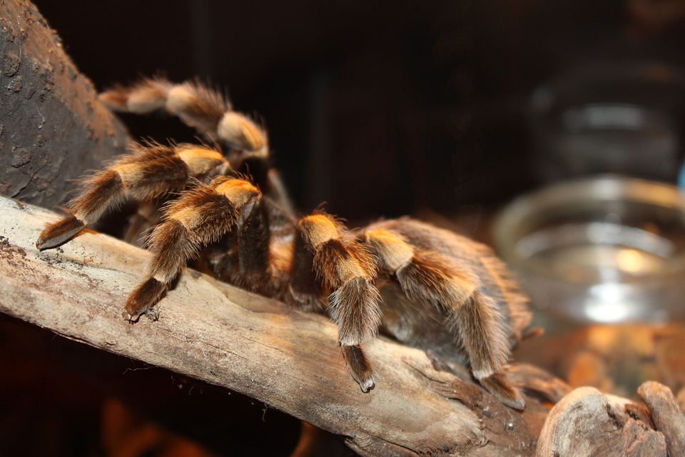 Arachnophobia hairy creepy