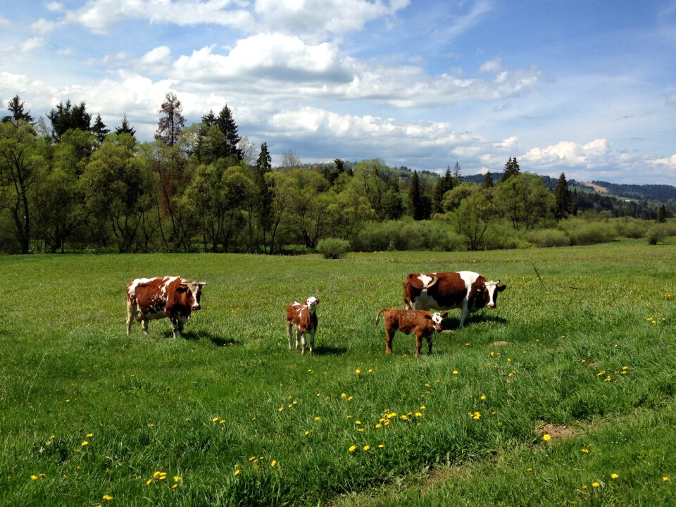 Grass village animal breeding