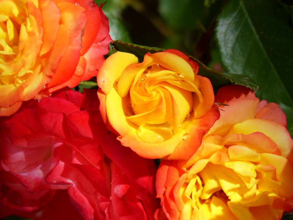 Flowers beauty gradient