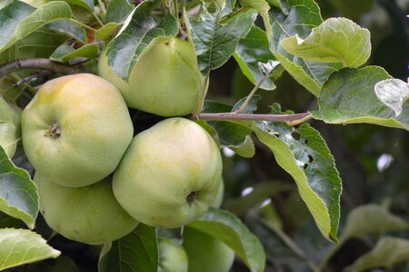 Kernobstgewaechs green apple leaves