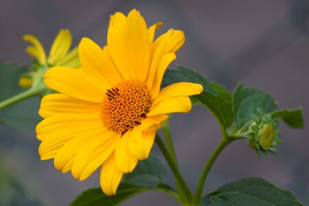 Yellow yellow flower public record