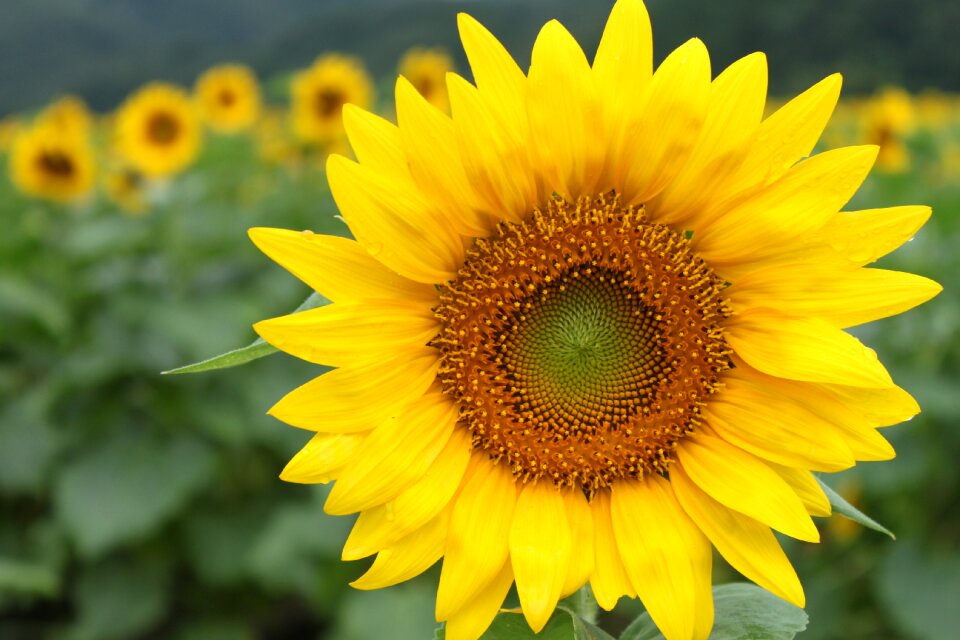 Flower garden sunflower yellow