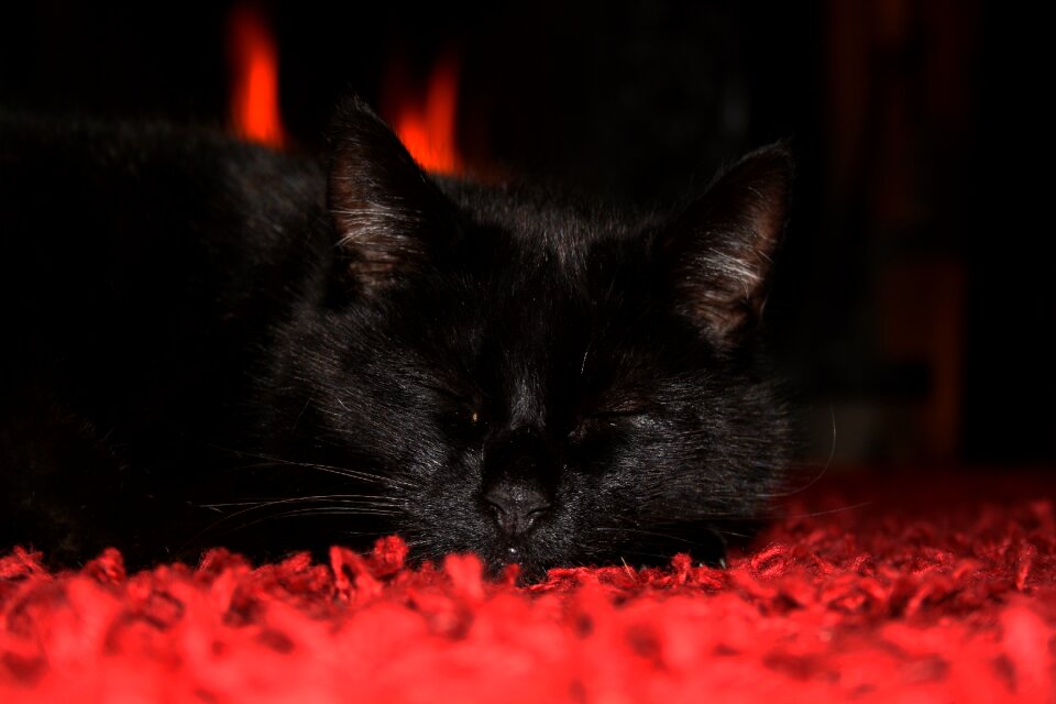 Cute funny cat nature