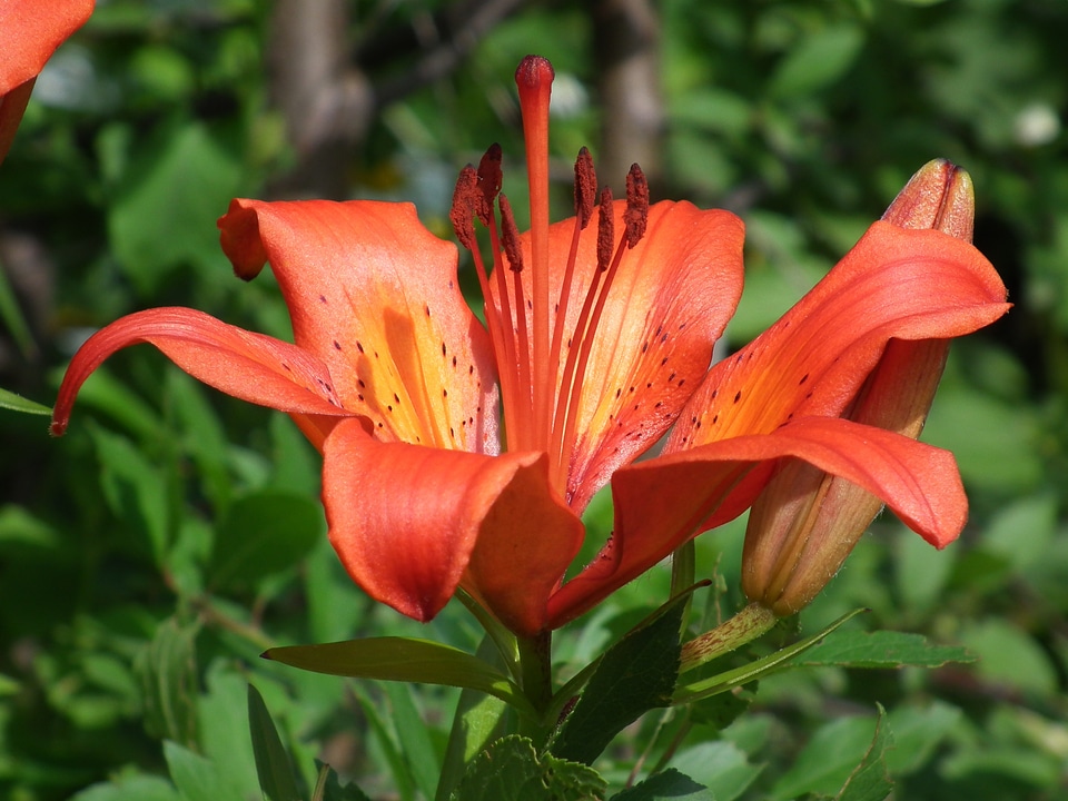 Beautiful flower garden flower flowers