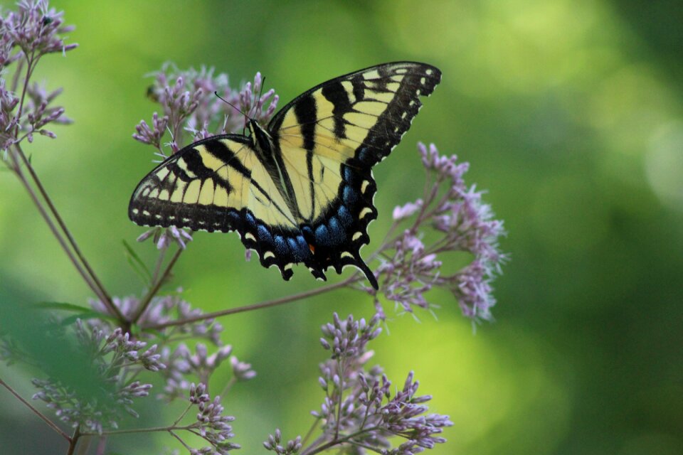 Monarch wing