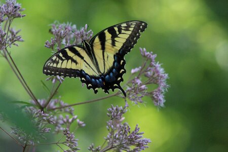Monarch wing photo