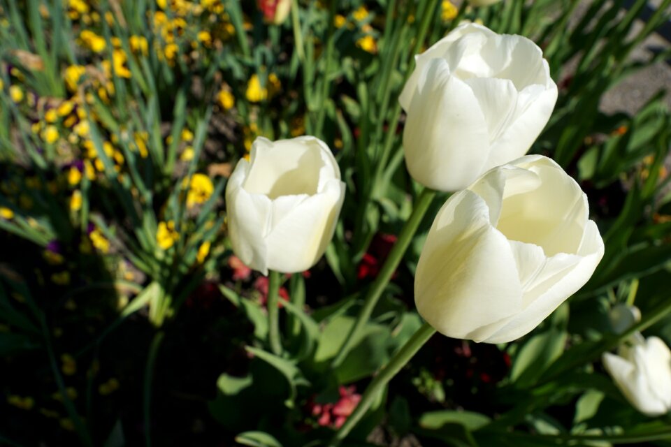 Nature spring plant