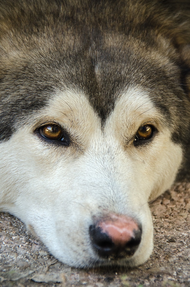 Husky siberian animal