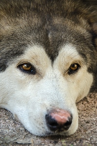 Husky siberian animal