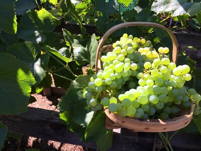 Vineyard nature bloom