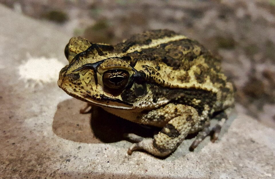 Croaking amphibian bufo