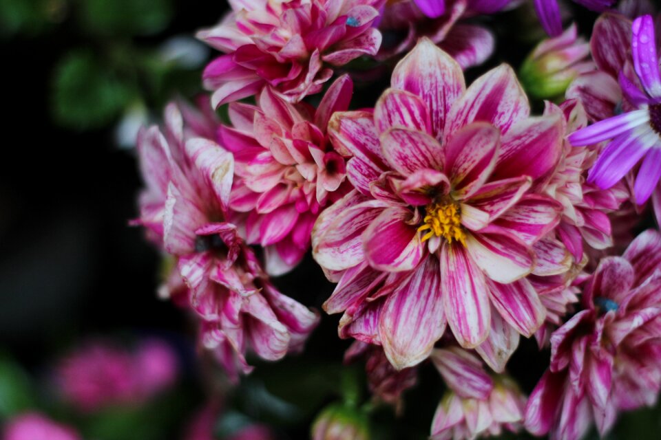 Flower natural green