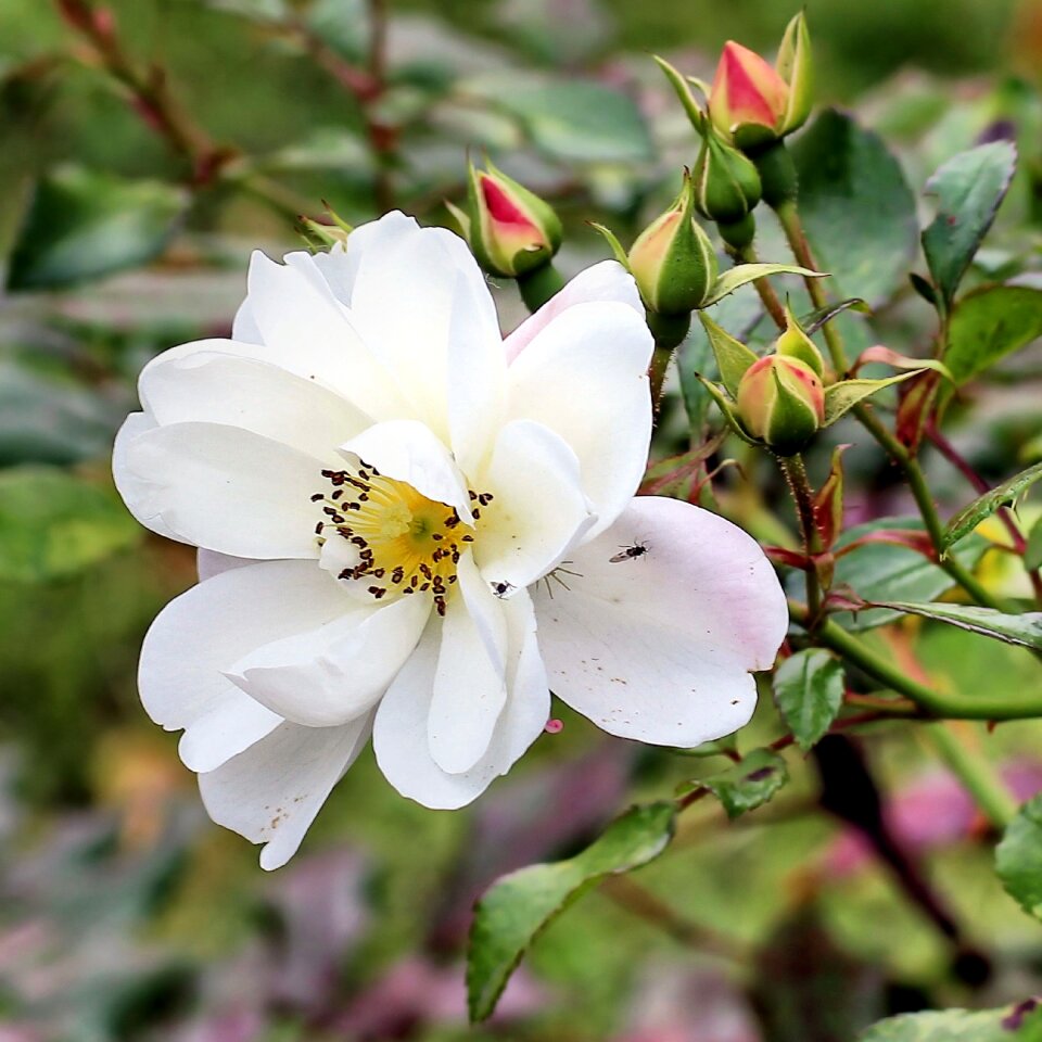 Bush rose bloom