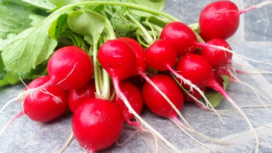 Home cultivation bio