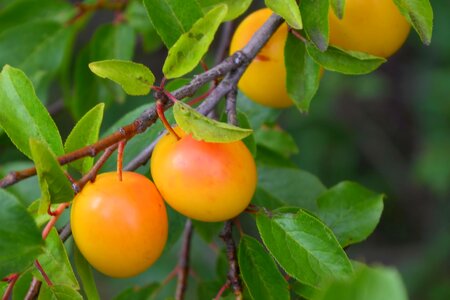 Delicious ripe yellow