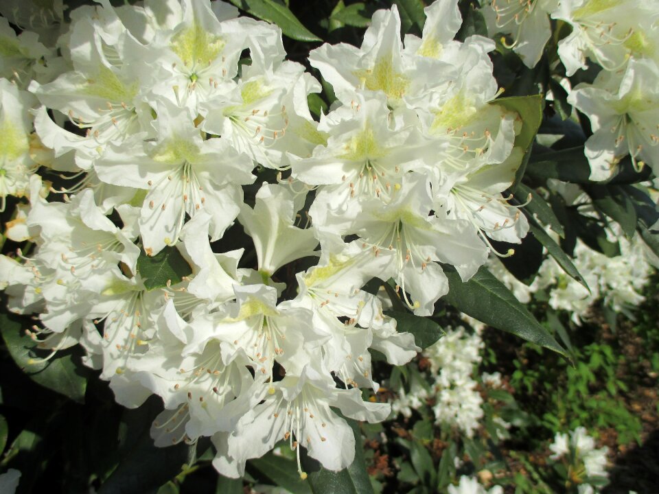 Bloom spring plant