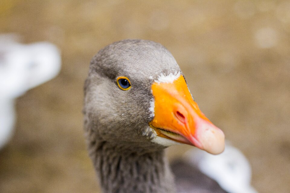 Bird bill eye photo